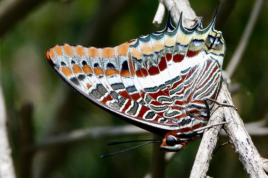 2:  Two-tailed Pasha (<i>Charaxes jasius</i>). Erimitis 21/08/2014 Photo &copy; Dan Danahar 2014