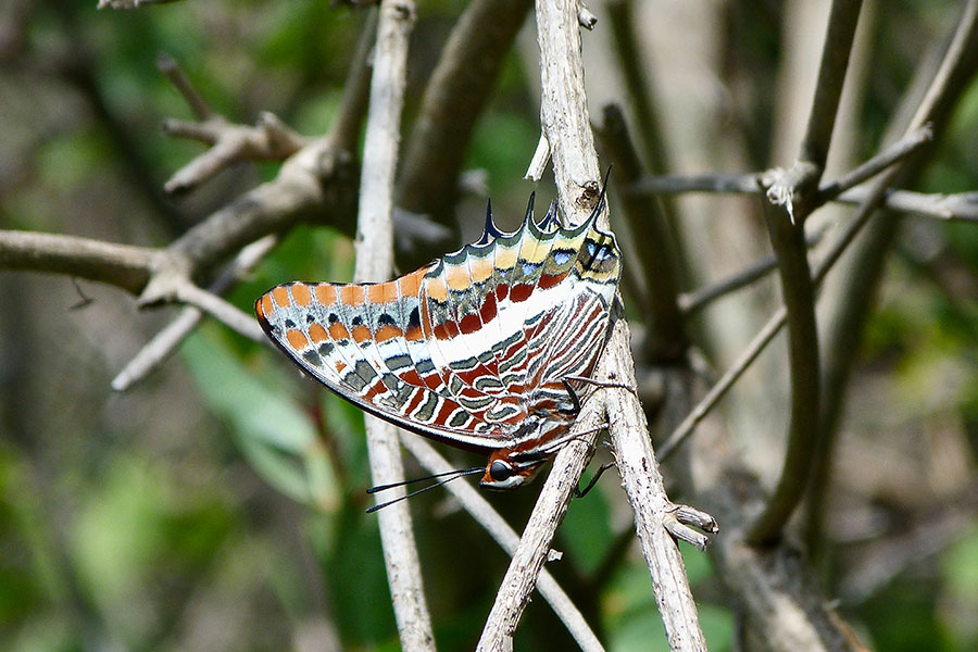 1:  Two-tailed Pasha (<i>Charaxes jasius</i>). Erimitis 21/08/2014 Photo &copy; Dan Danahar 2014