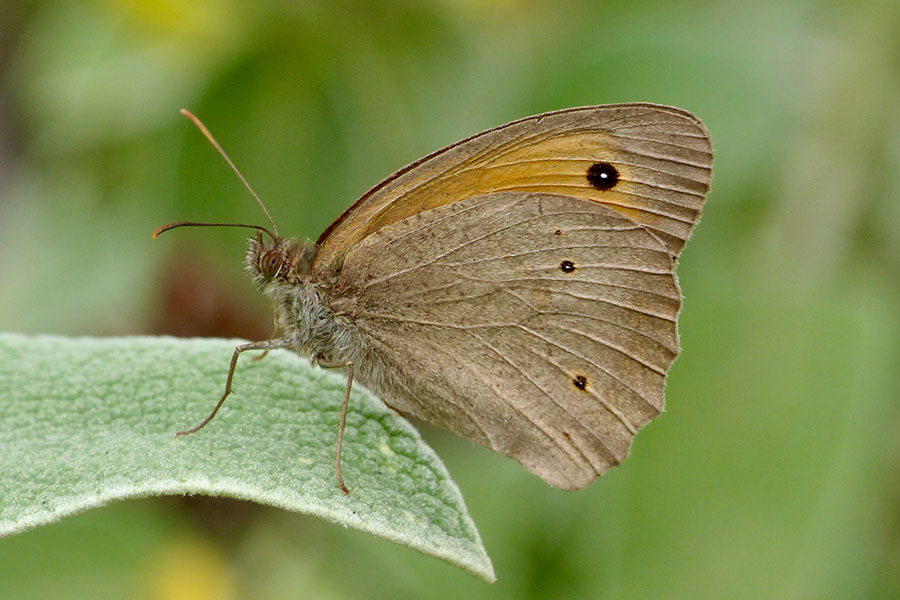 2:  Meadow Brown (<i>Maniola jurtina</i>). Viglatouri 29/05/2019 Photo &copy; Dan Danahar 2019