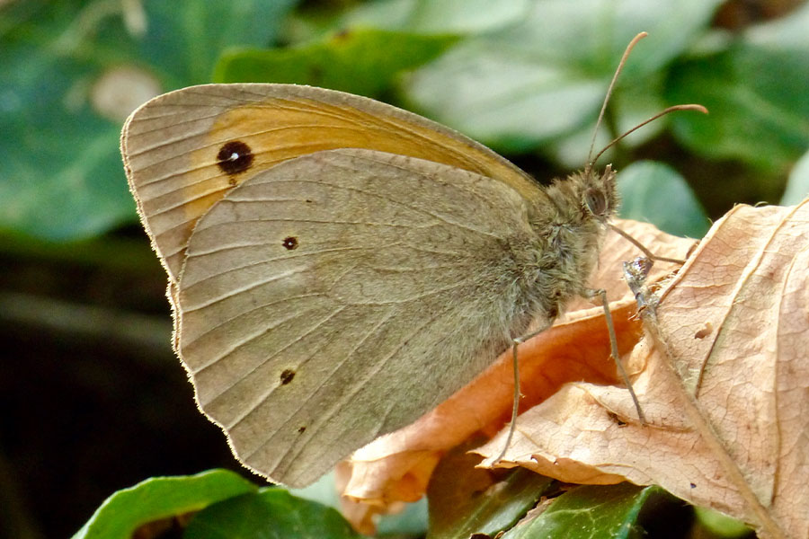 3:  Meadow Brown (<i>Maniola jurtina</i>). Old Perithia 23/08/2014 Photo &copy; Dan Danahar 2014