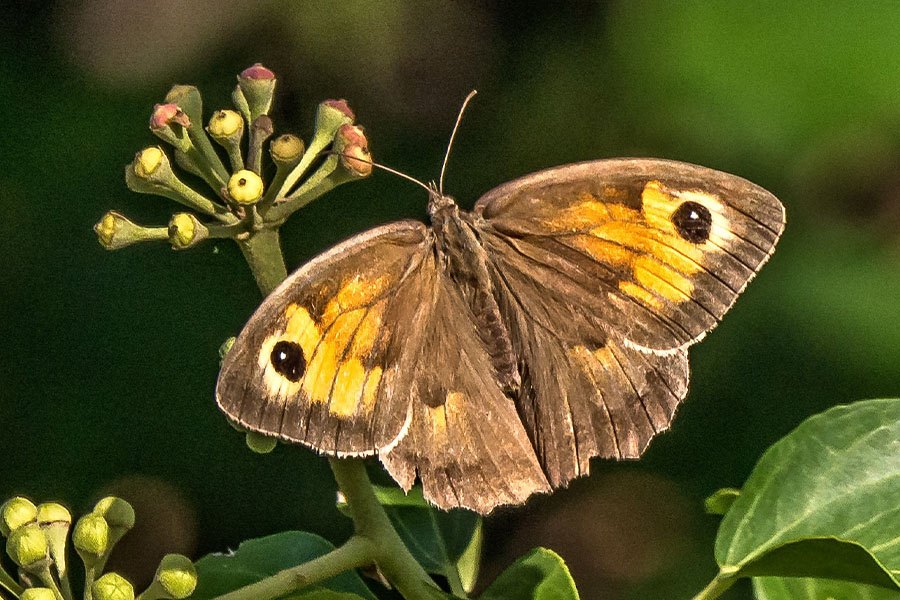 1:  Meadow Brown (<i>Maniola jurtina</i>). 28/09/2017 Photo &copy; Bob Giles 2017