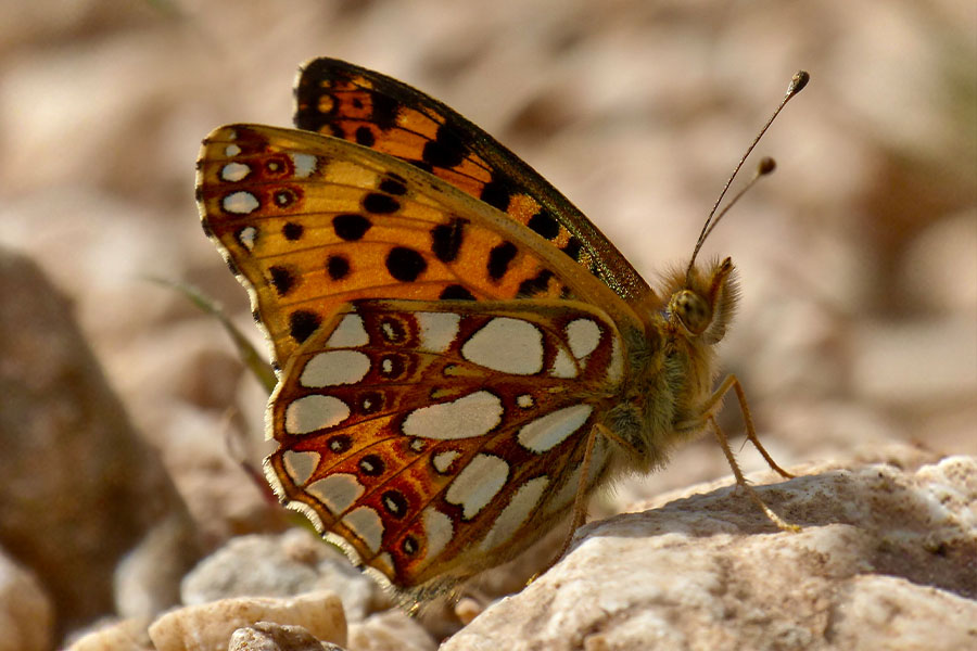 3:  Queen of Spain Fritillary (<i>Issoria lathonia</i>). Mt Pantokrator 09/02/2017 Photo &copy; Dan Danahar 2017
