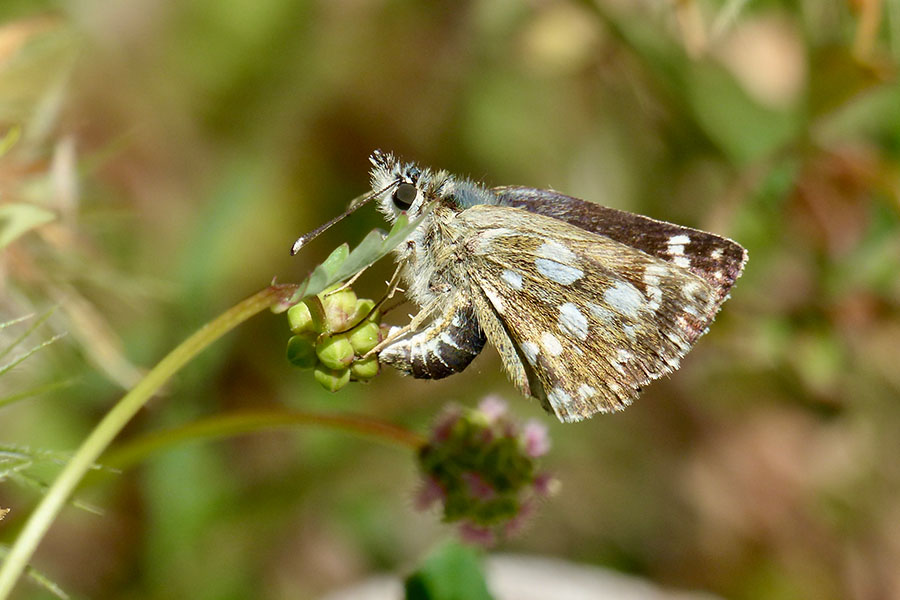 5:  Hungarian Skipper (<i>Spialia orbifer</i>). Mt Pantokrator 05/06/2016 Photo &copy; Dan Danahar 2016