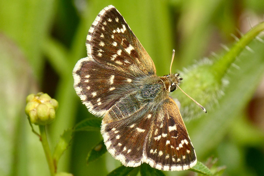 2:  Hungarian Skipper (<i>Spialia orbifer</i>). Dassia 17/04/2017 Photo &copy; Dan Danahar 2017