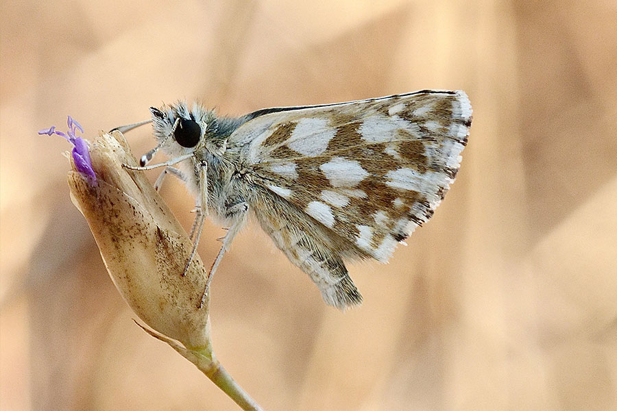 4:  Hungarian Skipper (<i>Spialia orbifer</i>). Mt Pantokrator 31/07/2020 Photo &copy; Dan Danahar 2020