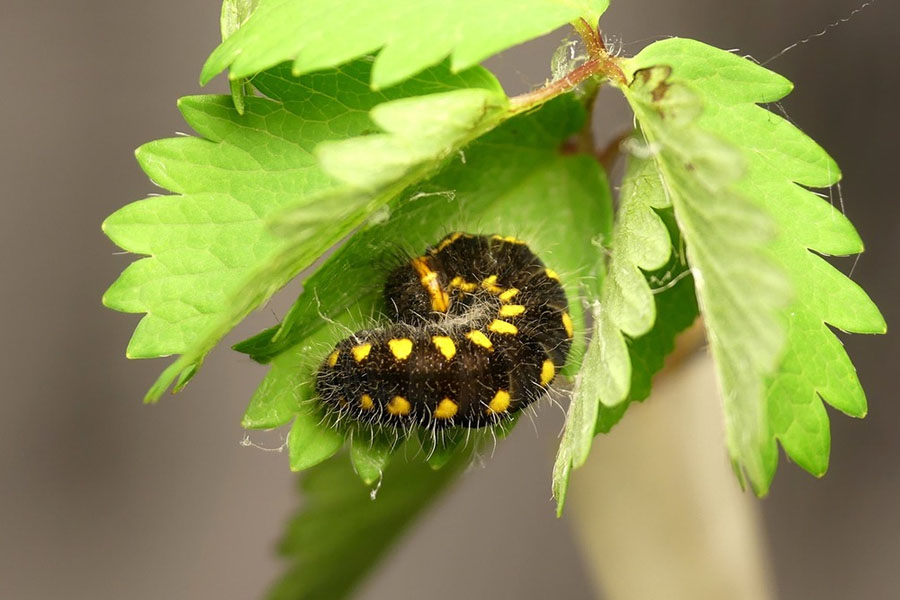 8:  Hungarian Skipper (<i>Spialia orbifer</i>). Hungarian skipper larva fifth instar. Corfu 22/02/2021 Photo &copy; Anne Sordinas 2021