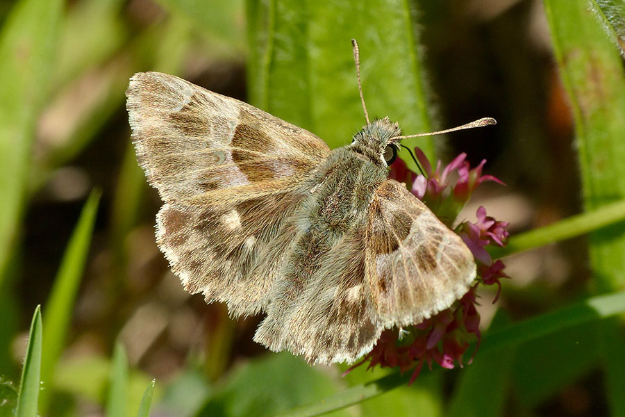 3:  Oriental Marbled Skipper (<i>Muschampia orientalis</i>). Parelia 11/04/2017 Photo &copy; Dan Danahar 2017