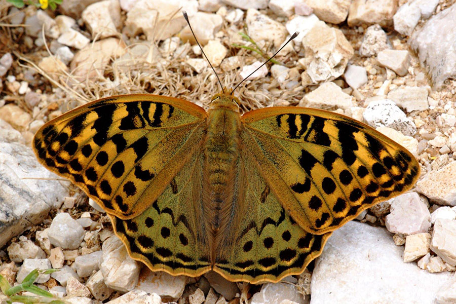 1:  Cardinal (<i>Argynnis pandora</i>). Old Perithia 28/05/2012 Photo &copy; Pete Smith 2012