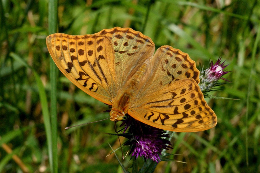 2:  Cardinal (<i>Argynnis pandora</i>). Old Perithia 28/05/2012 Photo &copy; Pete Smith 2012