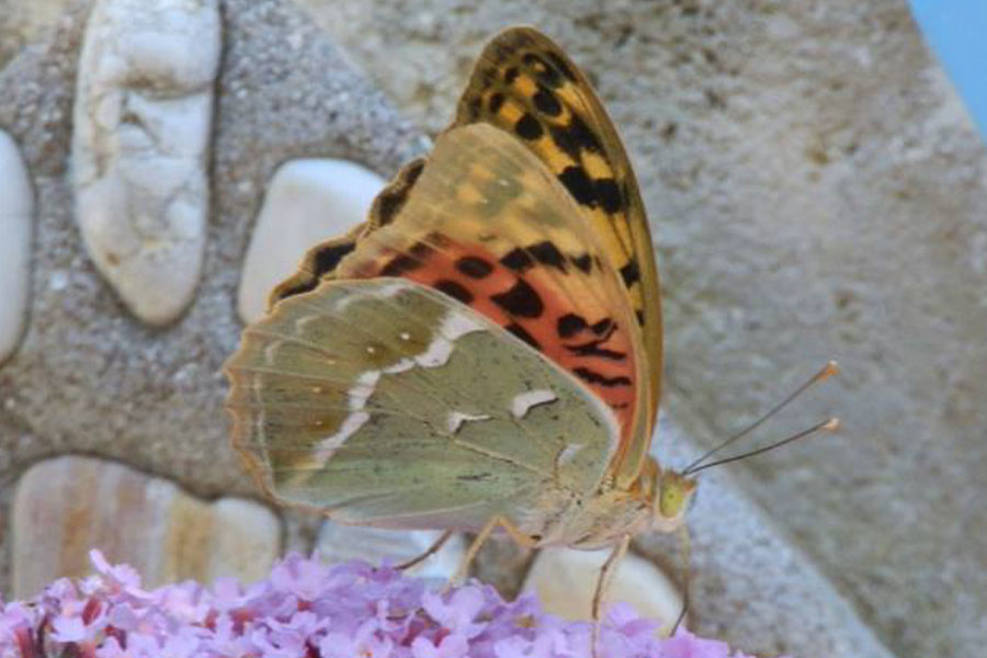 5:  Cardinal (<i>Argynnis pandora</i>). Agios Martinos 2012 Photo &copy; Clare Butler 2012