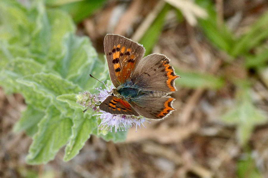 4:  Small Copper (<i>Lycaena phlaeas</i>). Old Perthia 06/08/2020 Photo &copy; Dan Danahar 2020