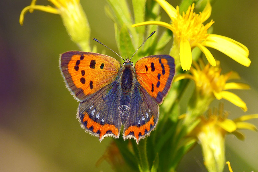 2:  Small Copper (<i>Lycaena phlaeas</i>). Paleokastritsa 18/10/2017 Photo &copy; Dan Danahar 2017