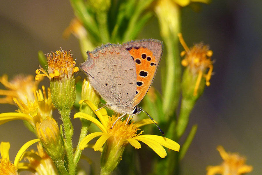 5:  Small Copper (<i>Lycaena phlaeas</i>).  Photo &copy; Dan Danahar 201Paleokastritsa 18/10/2017 Photo &copy; Dan Danahar 2017