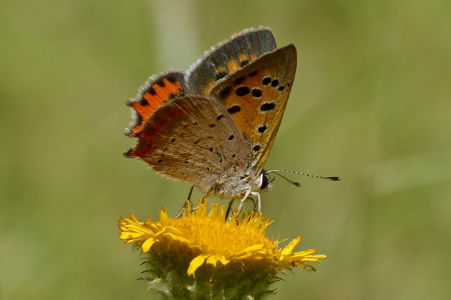 7:  Small Copper (<i>Lycaena phlaeas</i>). Paleokastritsa 03/06/2017 Photo &copy; Dan Danahar 2017