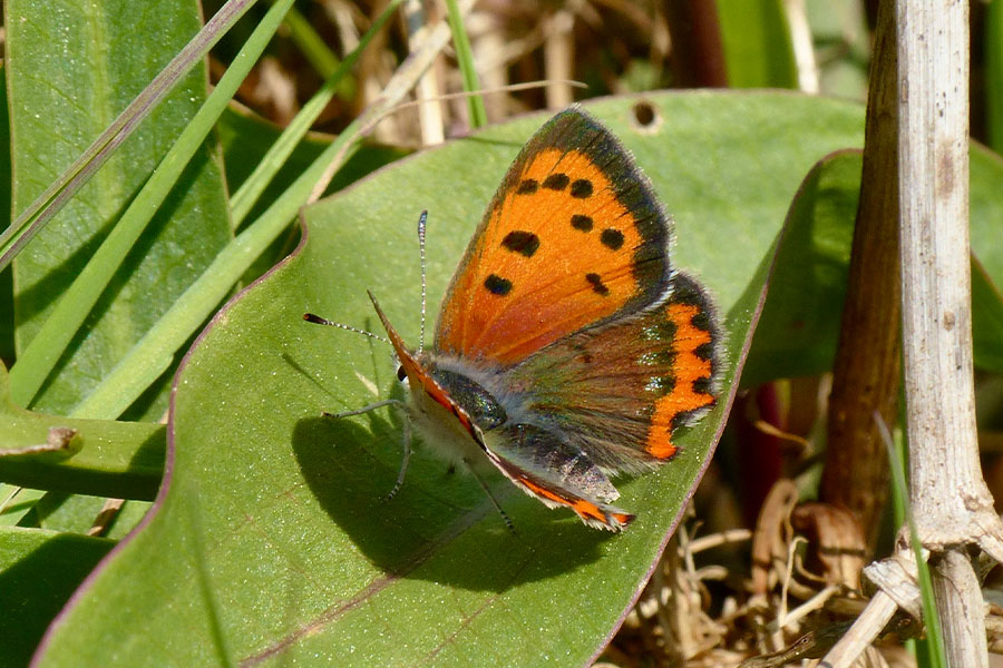 3:  Small Copper (<i>Lycaena phlaeas</i>). Corfu Lake District 10/04/2017 Photo &copy; Dan Danahar 2017