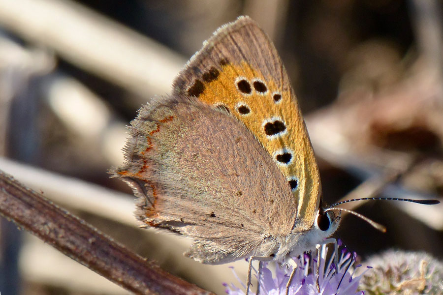 6:  Small Copper (<i>Lycaena phlaeas</i>). Near Ano Korakiana Photo &copy; Dan Danahar 2020