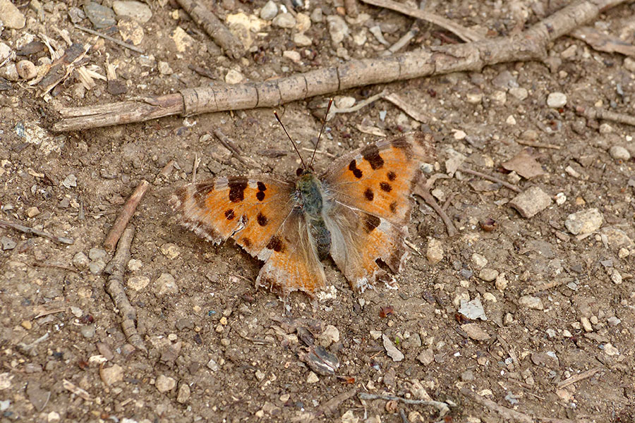 5:  Large Tortoiseshell (<i>Nymphalis polychloros</i>). Corfu Lake District 11/04/2019 Photo &copy; Dan Danahar 2019