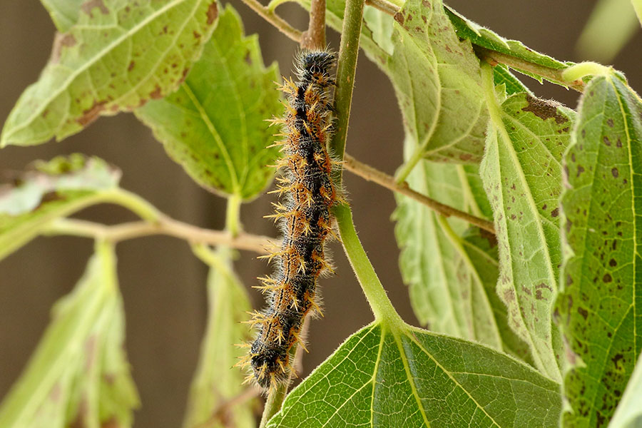 11:  Large Tortoiseshell (<i>Nymphalis polychloros</i>). Old Perithia 01/06/2016 Photo &copy; Dan Danahar 2016