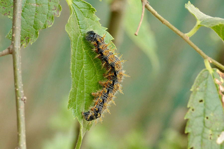 12:  Large Tortoiseshell (<i>Nymphalis polychloros</i>). Old Perithia 30/05/2016 Photo &copy; Dan Danahar 2016
