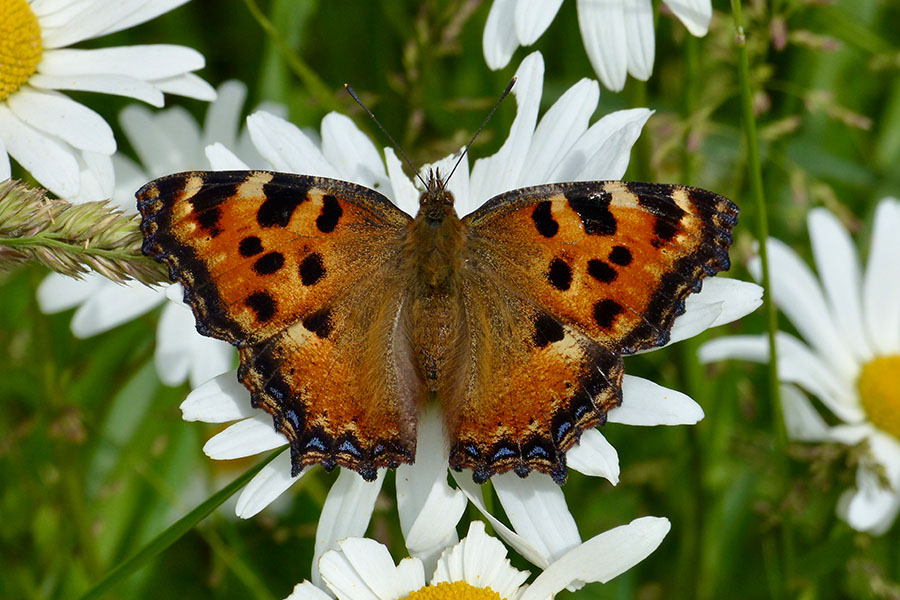 1:  Large Tortoiseshell (<i>Nymphalis polychloros</i>). Old Perithia 15/06/2016 Photo &copy; Dan Danahar 2016