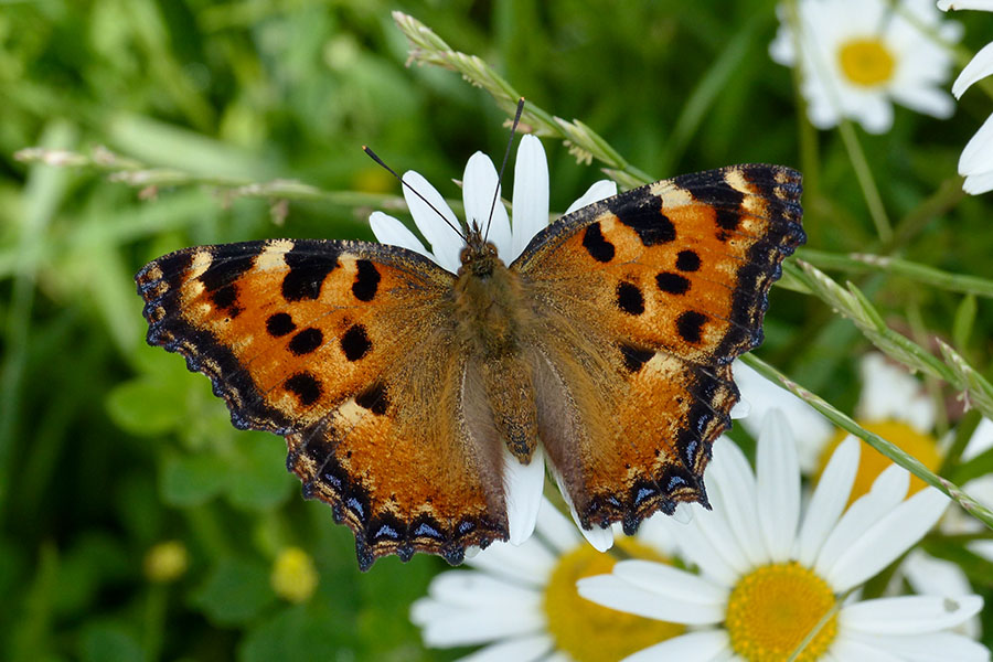 2:  Large Tortoiseshell (<i>Nymphalis polychloros</i>). Old Perithia 15/06/2016 Photo &copy; Dan Danahar 2016