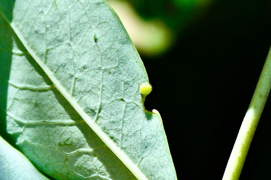 10:  Southern White Admiral (<i>Limenitis reducta</i>). Old Perthia 07/06/2012 Photo &copy; Dan Danahar 2012