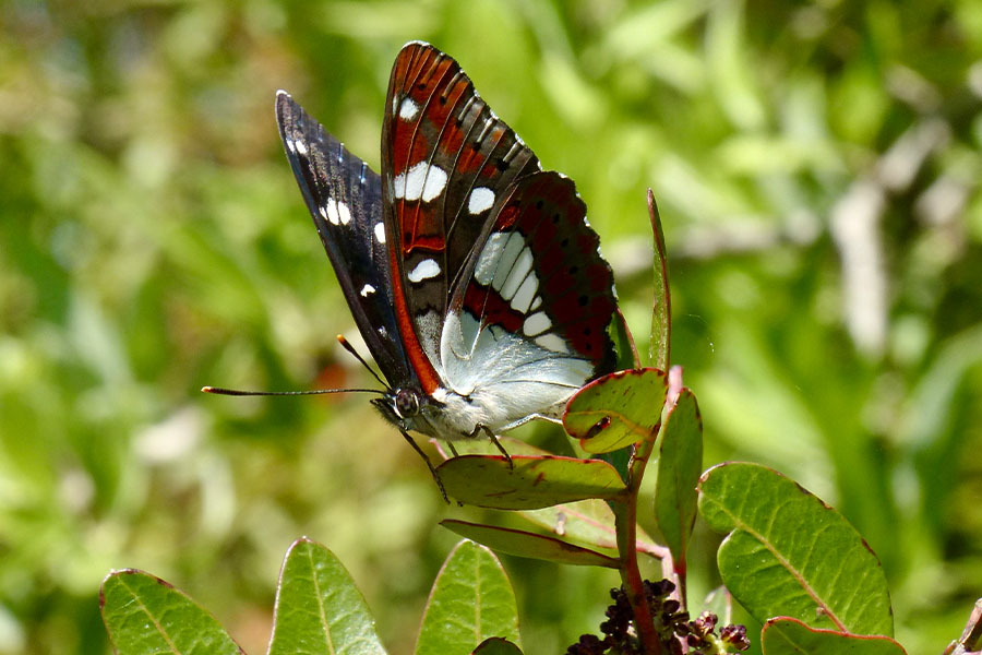 5:  Southern White Admiral (<i>Limenitis reducta</i>). Corfu Lake District 14/04/2017 Photo &copy; Dan Danahar 2017