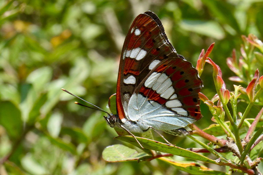 7:  Southern White Admiral (<i>Limenitis reducta</i>). Corfu Lake District - Fundana 11/05/2015 Photo &copy; Dan Danahar 2015