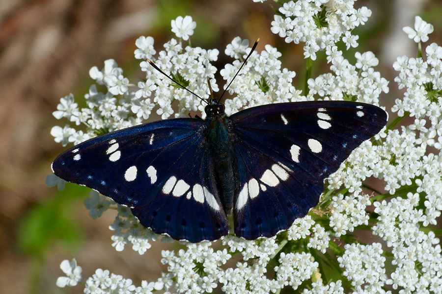 3:  Southern White Admiral (<i>Limenitis reducta</i>). Lakones 07/08/2014 Photo &copy; Dan Danahar 2014