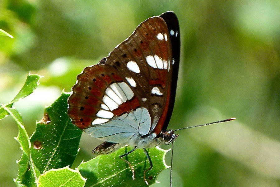 8:  Southern White Admiral (<i>Limenitis reducta</i>). Corfu Lake District - Fundana 10/06/2012 Photo &copy; Dan Danahar 2012