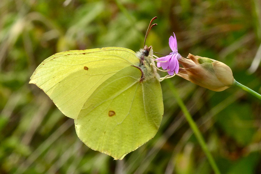 1:  Brimstone (<i>Gonepteryx rhamni</i>). Erimitis 12/04/2017 Photo &copy; Dan Danahar 2017