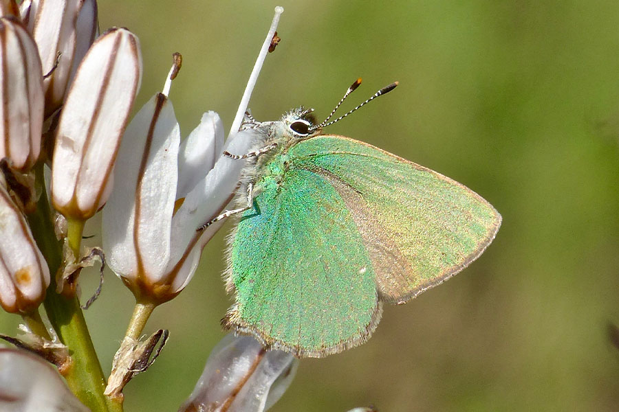 1:  Green Hairstreak (<i>Callophrys rubi</i>). Corfu Lake District 11/04/2019 Photo &copy; Dan Danahar 2019
