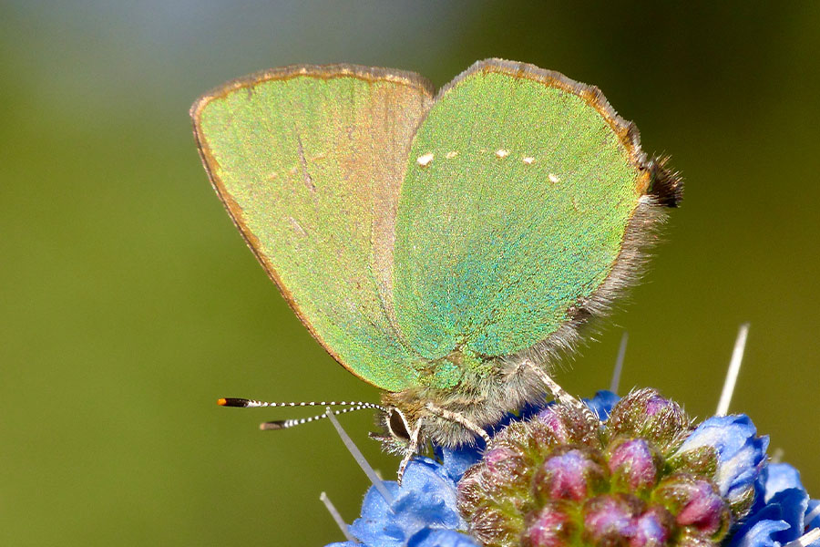 2:  Green Hairstreak (<i>Callophrys rubi</i>). Arillas 02/04/2015 Photo &copy; Dan Danahar 2015