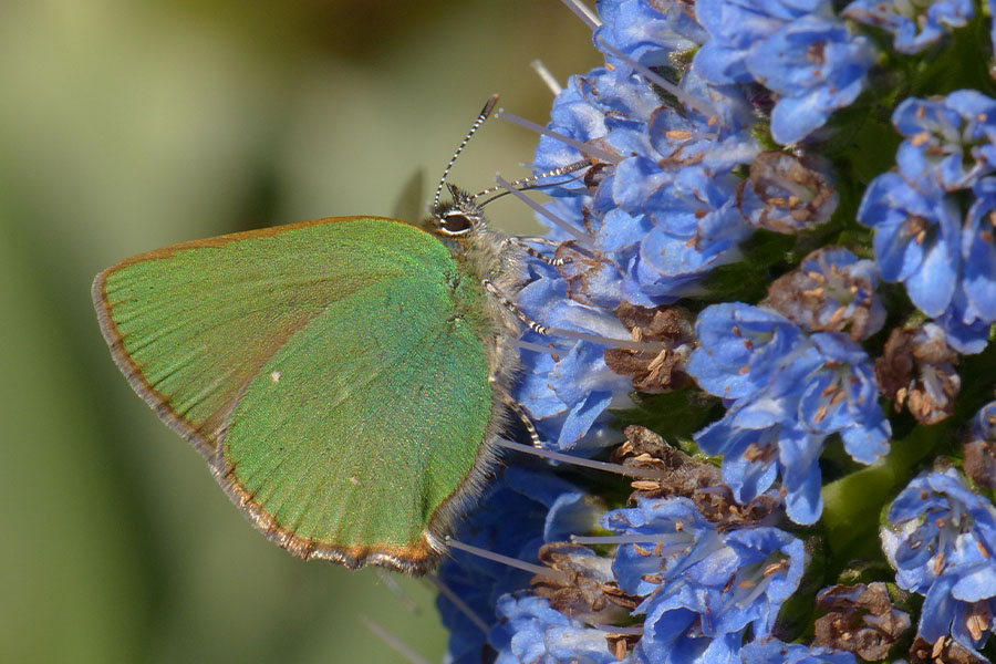 4:  Green Hairstreak (<i>Callophrys rubi</i>). Arillas 02/04/2015 Photo &copy; Dan Danahar 2015