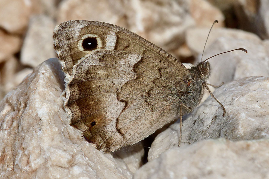 2:  Tree Grayling (<i>Hipparchia statilinus</i>). Mt Pantokrator 08/04/2020 Photo &copy; Dan Danahar 2020