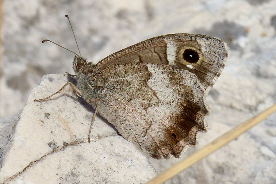 1:  Tree Grayling (<i>Hipparchia statilinus</i>). Mt Pantokrator 08/04/2020 Photo &copy; Dan Danahar 2020