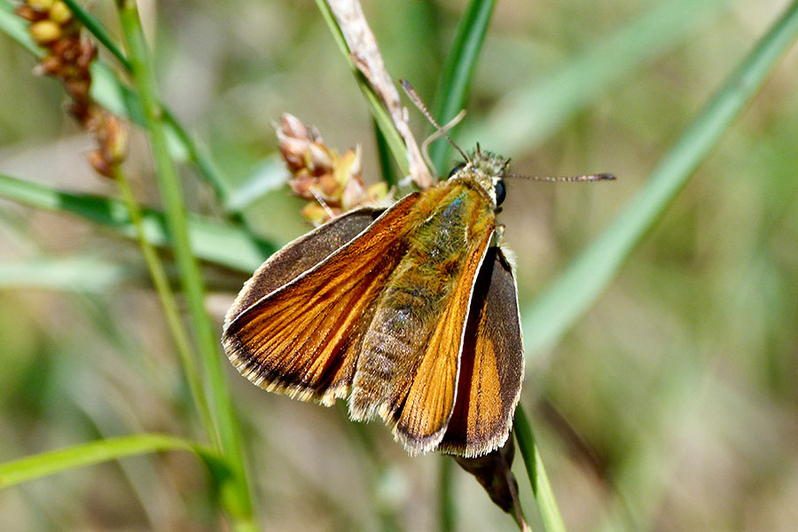 3:  Small Skipper (<i>Thymelicus sylvestris</i>). Paleokastritsa 06/06/2012 Photo &copy; Dan Danahar 2012