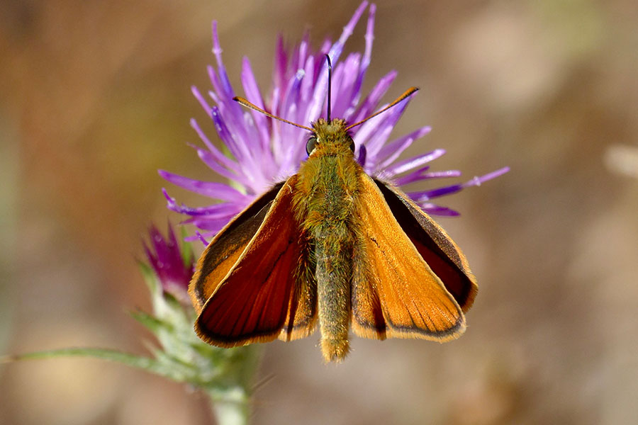 1:  Small Skipper (<i>Thymelicus sylvestris</i>). Mt Pantokrator 31/05/2017 Photo &copy; Dan Danahar 2017