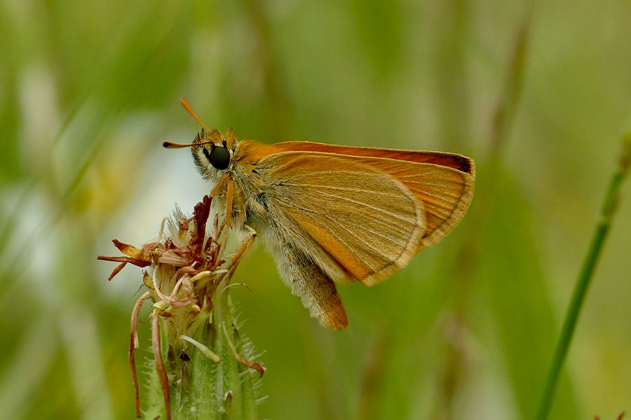 4:  Small Skipper (<i>Thymelicus sylvestris</i>). Viglatouri 29/05/2019 Photo &copy; Dan Danahar 2019