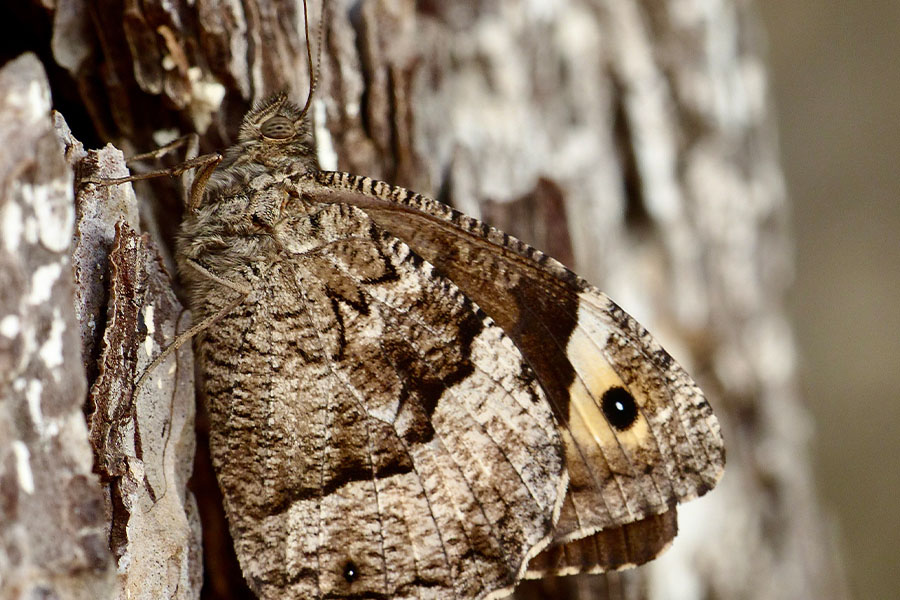 3:  Eastern Rock Grayling (<i>Hipparchia syriaca</i>). Old Perthia 06/08/2020 Photo &copy; Dan Danahar 2020