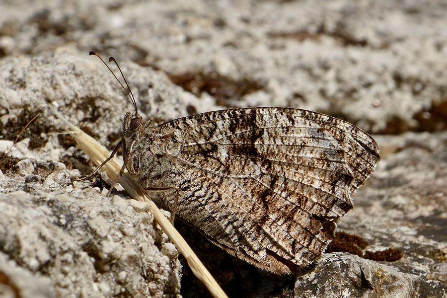 3:  Eastern Rock Grayling (<i>Hipparchia syriaca</i>). Mt Pantokrator 05/06/2021 Photo &copy; Dr Dan Danahar 2021